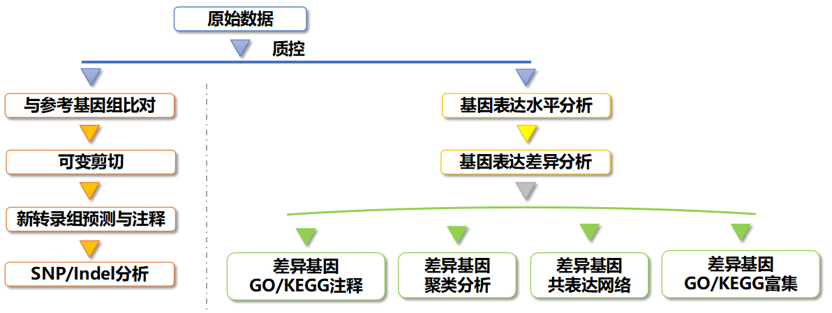 (改)真核有参转录组测序.jpg