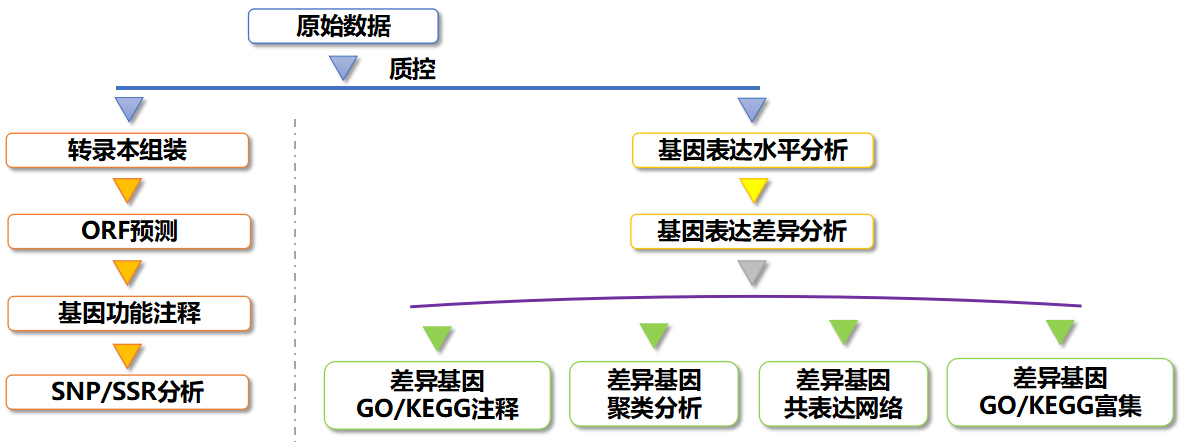 真核无参转录组测序