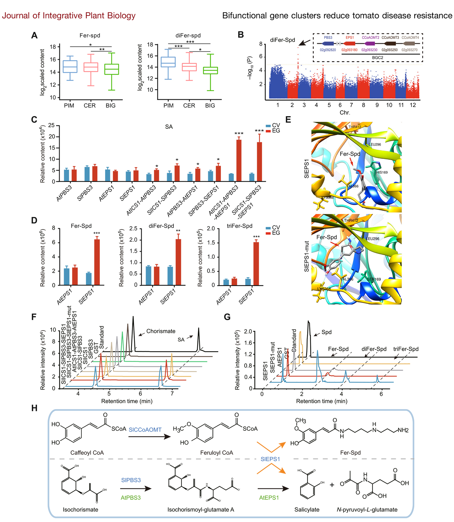 文章示例-A SlMYB78-regulated bifunctional gene cluster for phenolamide and salicylic acid biosynthesis during tomato domestication, reducing disease resistance-3.jpg