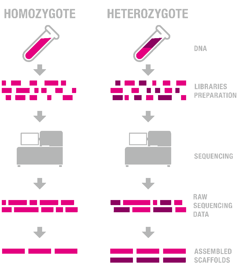 2DeNovo3.0_Brochure-2-中文NYC-1.gif