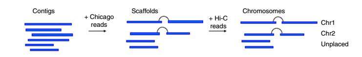 染色体级别基因组组装Hi-C建库5.png
