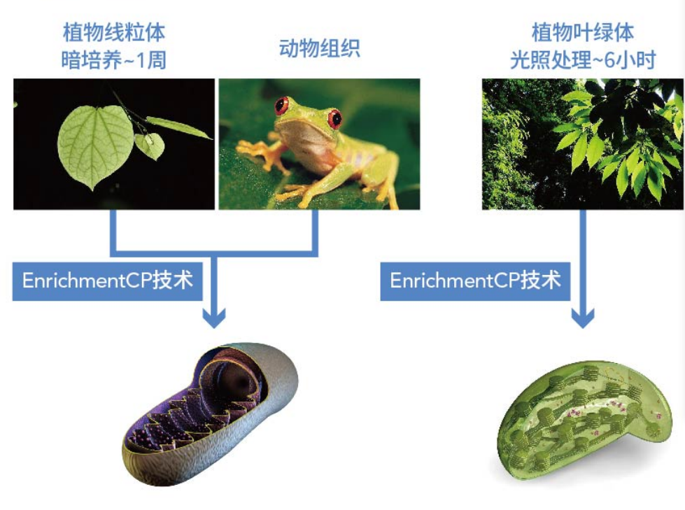 细胞质中主要的遗传物质的载体是线粒体和叶绿体.