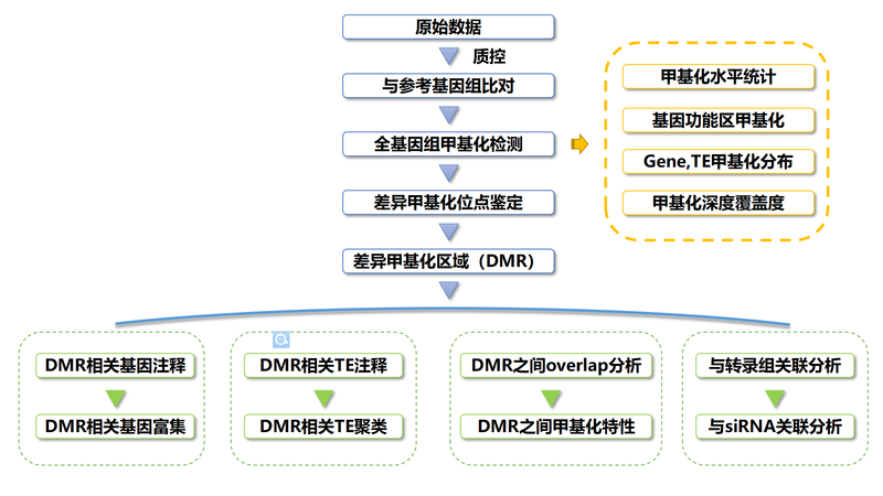 全基因组甲基化测序技术流程.png