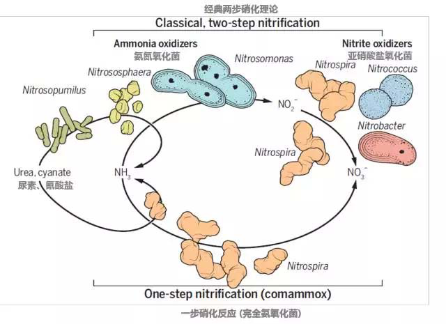 凌恩客户文献soilbiologyandbiochemistry综述全程氨氧化
