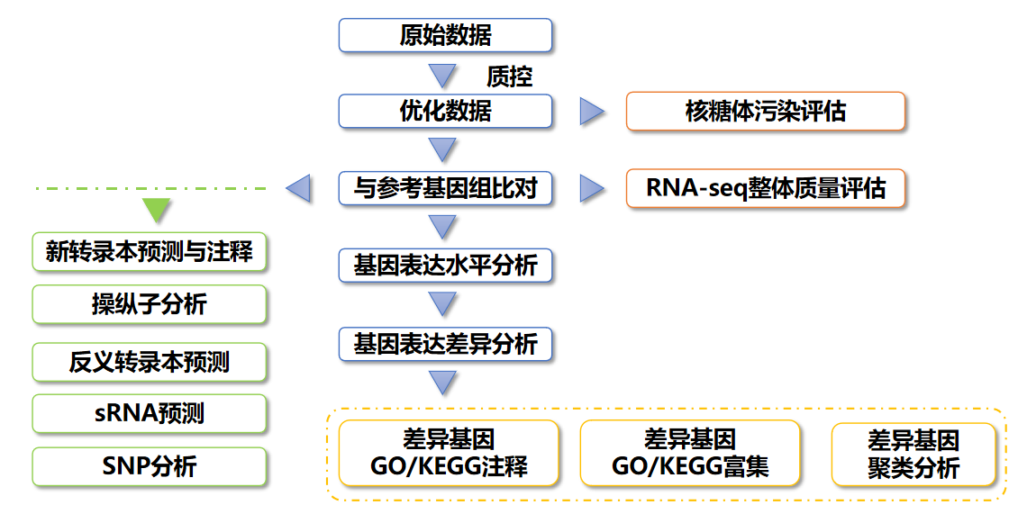 原核鏈特異性轉錄組測序